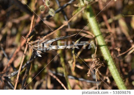 Seeds of crows and peas Seeds of crows and peas 53809876