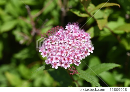 Shimotsuke的花 Shimotsuke的花 53809928