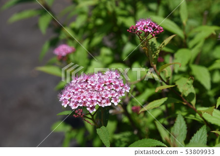 Shimotsuke的花 Shimotsuke的花 53809933