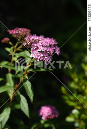 Shimotsuke的花 Shimotsuke的花 53809936