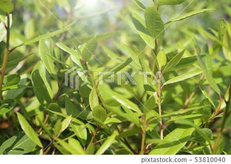 勞雷爾年輕的葉子 53810040