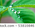 Raindrops on the leaves 53810846