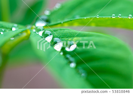 在葉子上的雨滴 在葉子上的雨滴 53810846