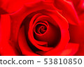 Rose petals 53810850