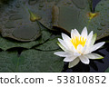 A landscape with a water lily 53810852
