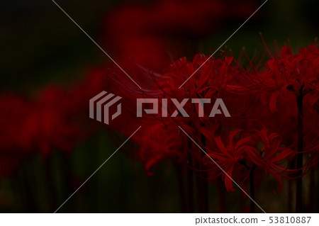 Cluster amaryllis Cluster amaryllis 53810887