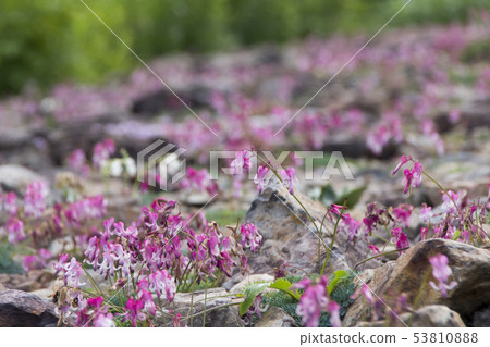 Dicentra / Hakuba Goryu Takayama Botanical Garden / Hakuba Village in Nagano Prefecture Dicentra / Hakuba Goryu Takayama Botanical Garden / Hakuba Village in Nagano Prefecture 53810888