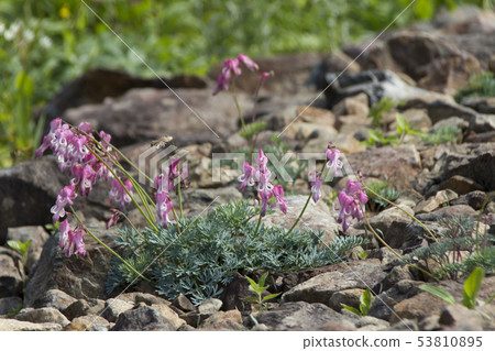 Dicentra / Hakuba Goryu Takayama Botanical Garden / Hakuba Village in Nagano Prefecture Dicentra / Hakuba Goryu Takayama Botanical Garden / Hakuba Village in Nagano Prefecture 53810895