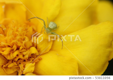 Little Spider 01 Little Spider 01 53811056