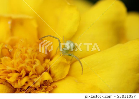 小蜘蛛02 小蜘蛛02 53811057