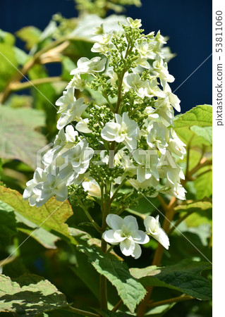 Kashiba Hydrangea (Kaikea Hydrangea) 53811060