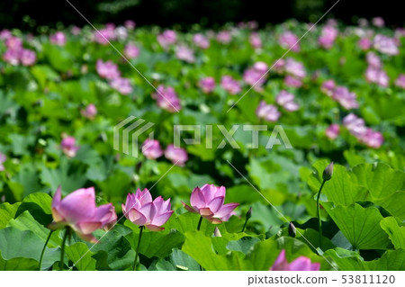 Lotus flower garden 53811120
