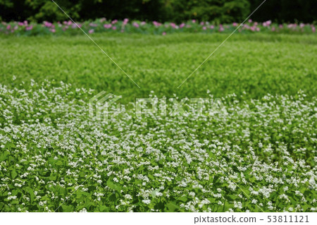 與開花的蕎麥領域的蓮花領域 53811121