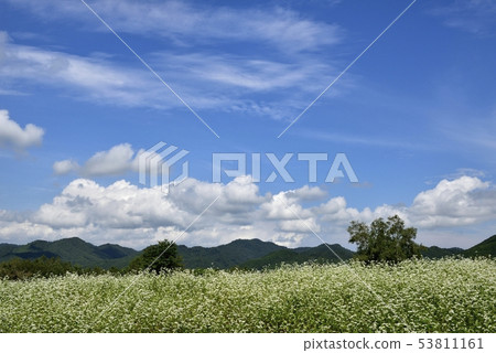在Minamiaizu山和雲彩的開花的蕎麥領域 53811161