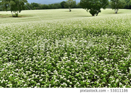 與開花的蕎麥領域的樺樹 與開花的蕎麥領域的樺樹 53811186