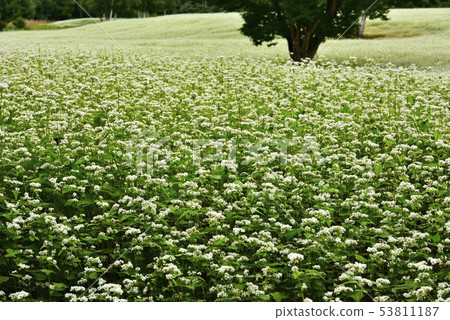 與開花的蕎麥領域的樺樹 53811187