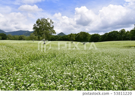 與樺樹和南aizu山和雲彩的開花的蕎麥領域 與樺樹和南aizu山和雲彩的開花的蕎麥領域 53811220