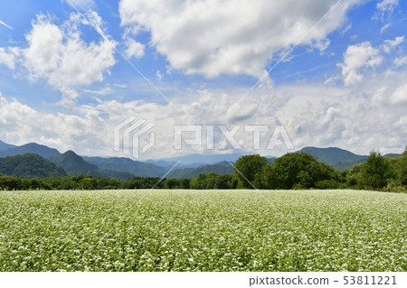 與樺樹和南aizu山和雲彩的開花的蕎麥領域 與樺樹和南aizu山和雲彩的開花的蕎麥領域 53811221