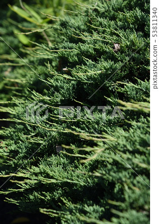 Hijaxin (Maki crawling) 53811340