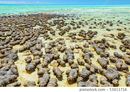 Stromatolites at Hamelin Pool - Denham Stromatolites at Hamelin Pool - Denham 53811716