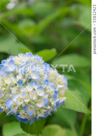 hydrangea hydrangea 53812423