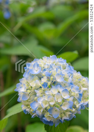 hydrangea hydrangea 53812424