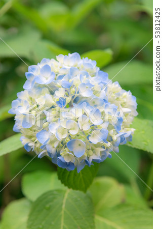  hydrangea 53812425