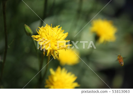 西部牛蒡 53813063