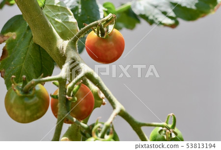 Petit tomatoes  53813194
