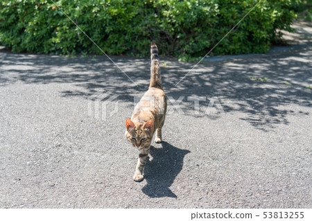 Wild cats in Otsu Island 53813255