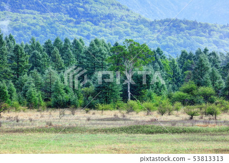 Fresh green Odashiro 53813313