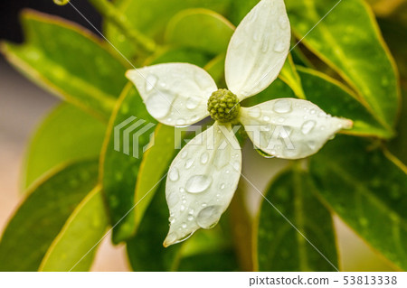 Nature is beautiful with the leaves of raindrops on flowers and water trees Nature is beautiful with the leaves of raindrops on flowers and water trees 53813338