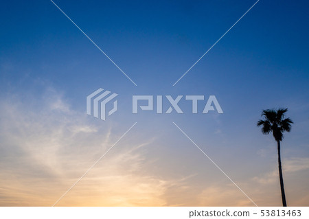 Palm trees and sunsets 53813463