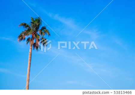 Palm tree Palm tree 53813466