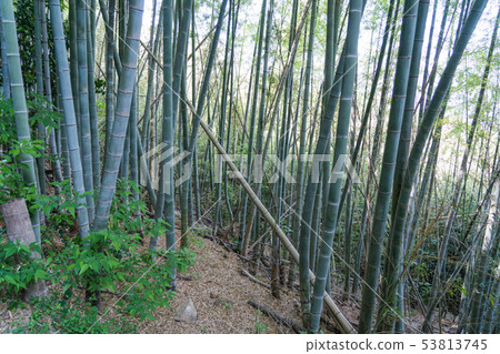 Otsushima Park Boardwalk Otsushima Park Boardwalk 53813745