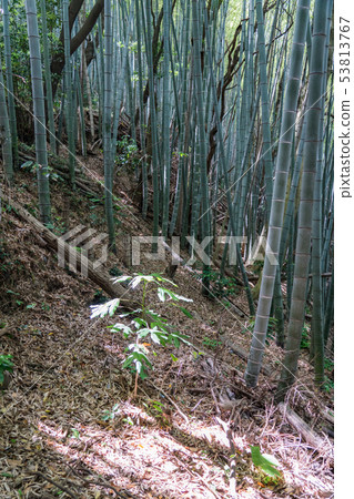 Otsushima Park Boardwalk 53813767