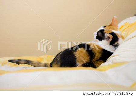 Cat lying looking back up to the top at the space 53813870