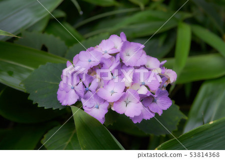 繡球 53814368