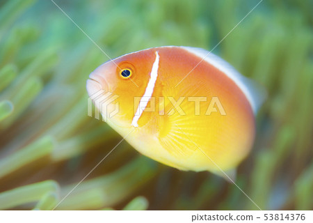 Hanabira Anemone fish 53814376