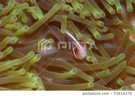 Hanabira Anemone fish 53814379