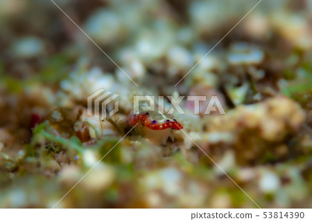 Setoiroumi Setoiroumi 53814390