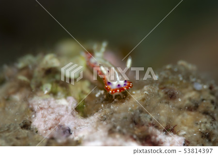 塞斯·格雷海參 53814397