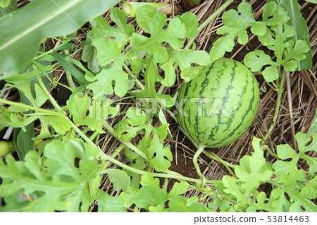 watermelon   53814463