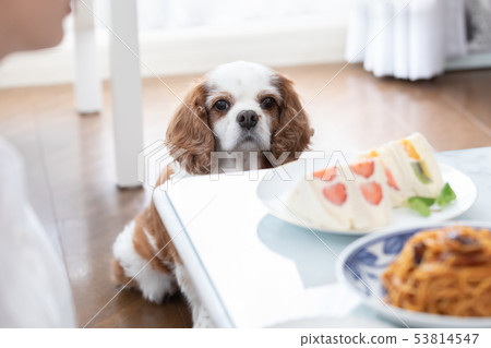 Dog staring at food 53814547