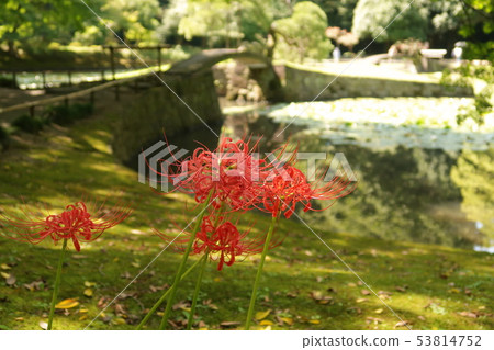 Clustertail Flower-Koishikawa Korakuen (inner garden) 53814752