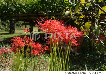 Cluster Flower-Koishikawa Korakuen 2 Cluster Flower-Koishikawa Korakuen 2 53814758