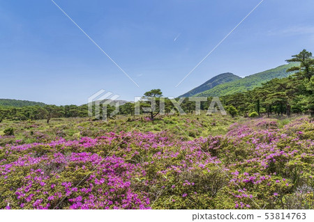 Ebino高原Tsutsujigaoka 53814763