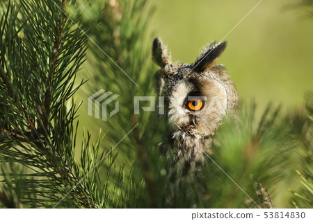 Portrait of a long-eared owl Asio otus. Wild bird 53814830