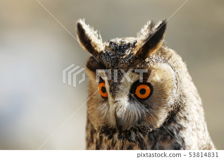 The long-eared owl - Asio otus, owl which breeds The long-eared owl - Asio otus, owl which breeds 53814831