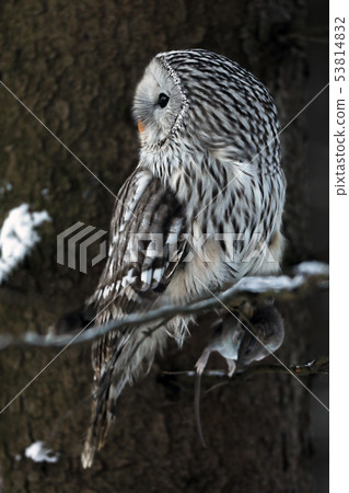 Ural owl (Strix uralensis) sit on branch with prey Ural owl (Strix uralensis) sit on branch with prey 53814832